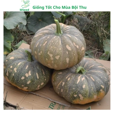 Hạt giống bí đỏ tròn siêu trái, dễ trồng, năng suất cao, tặng phân bón - MSeed 3