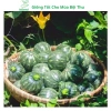 Hạt giống bí đỏ tròn siêu trái, dễ trồng, năng suất cao, tặng phân bón - MSeed 4