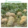 Hạt giống bí đỏ tròn siêu trái, dễ trồng, năng suất cao, tặng phân bón - MSeed 5