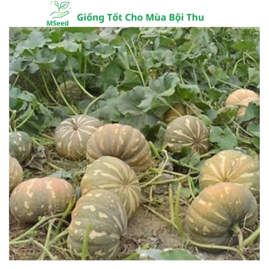 Hạt giống bí đỏ tròn siêu trái, dễ trồng, năng suất cao, tặng phân bón - MSeed 5
