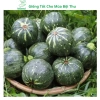 Hạt giống bí đỏ tròn siêu trái, dễ trồng, năng suất cao, tặng phân bón - MSeed 6