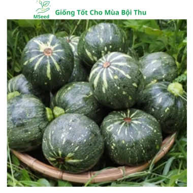 Hạt giống bí đỏ tròn siêu trái, dễ trồng, năng suất cao, tặng phân bón - MSeed 6