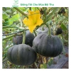 Hạt giống bí đỏ tròn siêu trái, dễ trồng, năng suất cao, tặng phân bón - MSeed 7