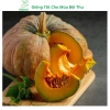 Hạt giống bí đỏ tròn siêu trái, dễ trồng, năng suất cao, tặng phân bón - MSeed 8