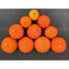 Hạt giống bí hạt dẻ, bí đỏ mặt trời - Gói 10 hạt, trồng quanh năm, giá chỉ 7.840₫ 4