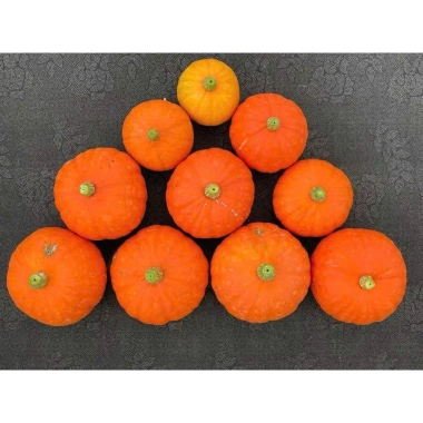 Hạt giống bí hạt dẻ, bí đỏ mặt trời - Gói 10 hạt, trồng quanh năm, giá chỉ 7.840₫ 4 Hạt giống bí hạt dẻ, bí đỏ mặt trời - Gói 10 hạt, trồng quanh năm, giá chỉ 7.840₫ 4