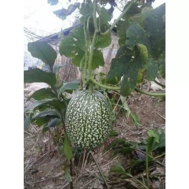 Hạt giống Bí Mèo đặc sản Tết - Giá ưu đãi 30.000, giảm từ 36.300