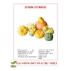 Hạt Giống Bí Mini 10 Hạt - Đến Mùa Trồng Tết, Giá Chỉ 12.500₫, Tiết Kiệm Ngay 3