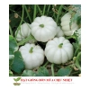 Hạt Giống Bí Mini 10 Hạt - Đến Mùa Trồng Tết, Giá Chỉ 12.500₫, Tiết Kiệm Ngay 4