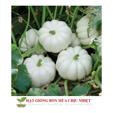 Hạt Giống Bí Mini 10 Hạt - Đến Mùa Trồng Tết, Giá Chỉ 12.500₫, Tiết Kiệm Ngay 4