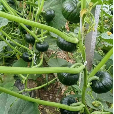 Hạt Giống Bí Ngô Baby Nhật F1 (Bí Bơ Sữa) GM 90% - Giá chỉ 16.900₫