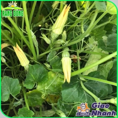 Hạt giống bí nụ ăn non lai - Giống bí siêu nụ chất lượng, giá 15.400 VND, giảm giá, mua ngay Thegioihatgiong 2 Hạt giống bí nụ ăn non lai - Giống bí siêu nụ chất lượng, giá 15.400 VND, giảm giá, mua ngay Thegioihatgiong 2