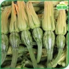 Hạt giống bí nụ ăn non lai - Giống bí siêu nụ chất lượng, giá 15.400 VND, giảm giá, mua ngay Thegioihatgiong 3