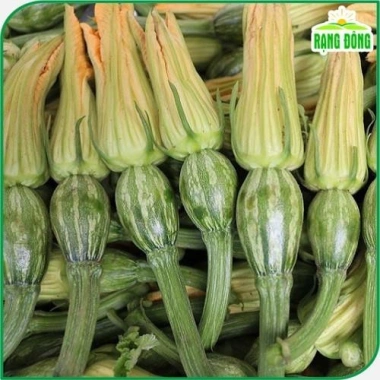 Hạt giống bí nụ ăn non lai - Giống bí siêu nụ chất lượng, giá 15.400 VND, giảm giá, mua ngay Thegioihatgiong