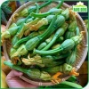 Hạt giống bí nụ ăn non lai - Giống bí siêu nụ chất lượng, giá 15.400 VND, giảm giá, mua ngay Thegioihatgiong 5