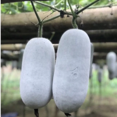 Hạt Giống Bí Phấn Thơm Ba Bể 5 Hạt - Tỷ Lệ Nảy Mầm 95% - Giá Chỉ 10.000 VND