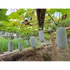 Hạt Giống Bí Phấn Thơm Ba Bể 5 Hạt - Tỷ Lệ Nảy Mầm 95% - Giá Chỉ 10.000 VND 2