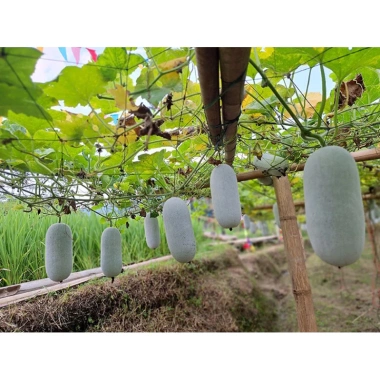 Hạt Giống Bí Phấn Thơm Ba Bể 5 Hạt - Tỷ Lệ Nảy Mầm 95% - Giá Chỉ 10.000 VND