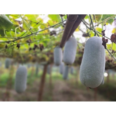 Hạt Giống Bí Phấn Thơm Ba Bể 5 Hạt - Tỷ Lệ Nảy Mầm 95% - Giá Chỉ 10.000 VND