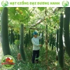 Hạt giống bí sặt, bí đao, bí xanh 15 hạt - Tặng phân bón - Giảm giá 9.600₫