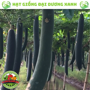 Hạt giống bí sặt, bí đao, bí xanh 15 hạt - Tặng phân bón - Giảm giá 9.600₫ 2