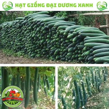 Hạt giống bí sặt, bí đao, bí xanh 15 hạt - Tặng phân bón - Giảm giá 9.600₫ 3