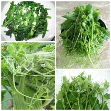 Hạt giống Bí Siêu Ngọn nhập khẩu giảm giá Giá 14.400₫ năng suất cao trồng nhanh