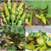 Hạt giống bí siêu nụ 15H – Tặng kèm kích mầm & phân bón, giá ưu đãi 9.800đ