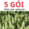 Hạt giống bí siêu nụ 15H – Tặng kèm kích mầm & phân bón, giá ưu đãi 9.800đ 5