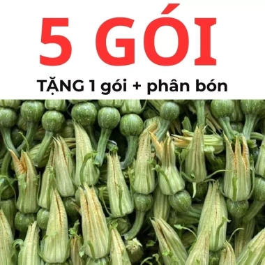 Hạt giống bí siêu nụ 15H – Tặng kèm kích mầm & phân bón, giá ưu đãi 9.800đ 5