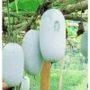Hạt giống bí xanh thơm Bắc Kạn (bí phấn) - Gói 10 hạt, năng suất cao, 13,900 VND