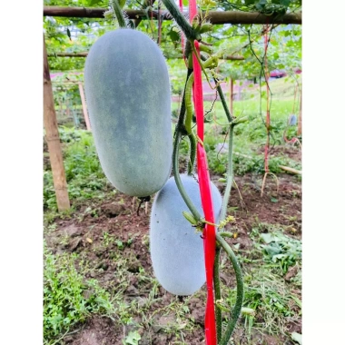 Hạt giống bí xanh thơm Bắc Kạn (bí phấn) - Gói 10 hạt, năng suất cao, 13,900 VND 3