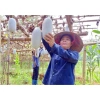 Hạt giống bí xanh thơm Bắc Kạn (bí phấn) - Gói 10 hạt, năng suất cao, 13,900 VND 8