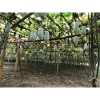Hạt giống bí xanh thơm Bắc Kạn (bí phấn) - Gói 10 hạt, năng suất cao, 13,900 VND 9