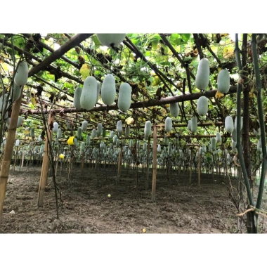 Hạt giống bí xanh thơm Bắc Kạn (bí phấn) - Gói 10 hạt, năng suất cao, 13,900 VND 9