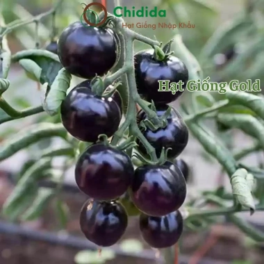 Hạt giống cà chua bi đen Đài Loan - Cà chua ngọc trai đen thân lùn, giá 13.860₫ 5 Hạt giống cà chua bi đen Đài Loan - Cà chua ngọc trai đen thân lùn, giá 13.860₫ 5
