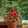 Hạt giống Cà Chua Bi Đỏ Lùn trồng chậu - Giá ưu đãi 14.400₫, chất lượng cao, năng suất tốt