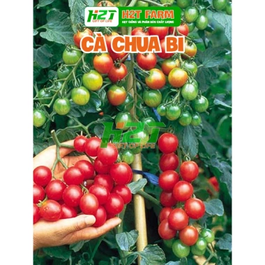 Hạt giống cà chua bi đỏ lùn trồng chậu quanh năm – nảy mầm tốt, dễ chăm sóc, giá 30.000₫ 2