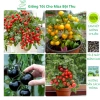 Hạt giống cà chua bi lùn đỏ vàng đen, socola F1 chịu nhiệt - MSeed 12.155đ