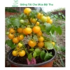 Hạt giống cà chua bi lùn đỏ vàng đen, socola F1 chịu nhiệt - MSeed 12.155đ 2