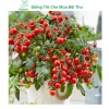 Hạt giống cà chua bi lùn đỏ vàng đen, socola F1 chịu nhiệt - MSeed 12.155đ 3