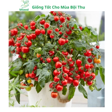 Hạt giống cà chua bi lùn đỏ vàng đen, socola F1 chịu nhiệt - MSeed 12.155đ 3 Hạt giống cà chua bi lùn đỏ vàng đen, socola F1 chịu nhiệt - MSeed 12.155đ 3