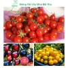 Hạt giống cà chua bi lùn đỏ vàng đen, socola F1 chịu nhiệt - MSeed 12.155đ 4
