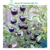 Hạt giống cà chua bi lùn đỏ vàng đen, socola F1 chịu nhiệt - MSeed 12.155đ 5