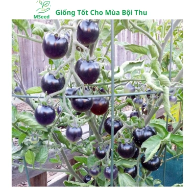 Hạt giống cà chua bi lùn đỏ vàng đen, socola F1 chịu nhiệt - MSeed 12.155đ
