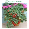 Hạt giống cà chua bi lùn đỏ vàng đen, socola F1 chịu nhiệt - MSeed 12.155đ 6