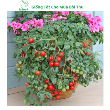 Hạt giống cà chua bi lùn đỏ vàng đen, socola F1 chịu nhiệt - MSeed 12.155đ