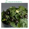 Hạt giống cà chua bi lùn đỏ vàng đen, socola F1 chịu nhiệt - MSeed 12.155đ 7