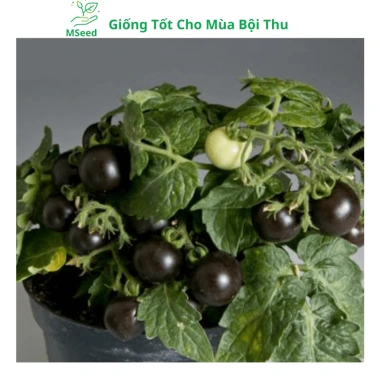 Hạt giống cà chua bi lùn đỏ vàng đen, socola F1 chịu nhiệt - MSeed 12.155đ