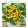 Hạt giống cà chua bi lùn đỏ vàng đen, socola F1 chịu nhiệt - MSeed 12.155đ 8